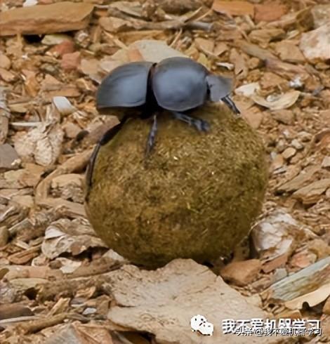 蜣螂算法(原理)