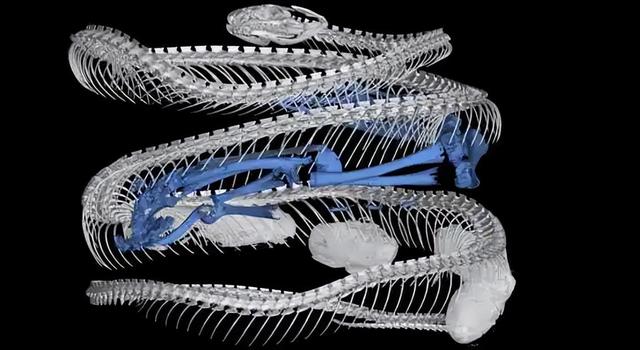 仿生优化？蛇体的弯曲模式，提高水上机器人的适应性