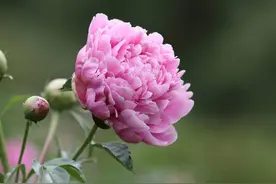 心理测试：4朵芍药花，你认为哪个最有香味，测你下个月有什好事图片
