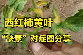 西红柿黄叶，“缺素”导致，缺不同元素、黄叶病症不同，如何解决图片