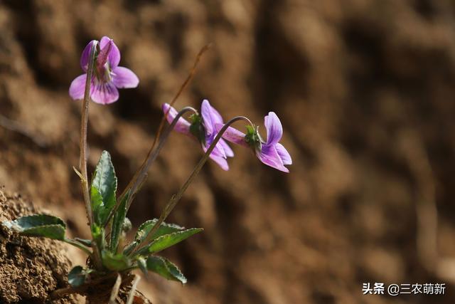根像“钉子”，叶片像“犁头”，常被当盆栽，它的价值你知道吗？