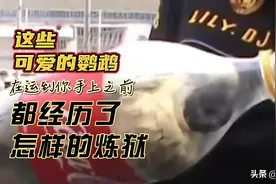 这些可爱的鹦鹉，在运到你手上之前，都经历了怎样的炼狱……图片