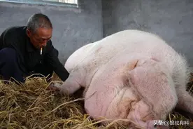 13年辽宁老农养出1800斤猪王，吃人参喝小酒，死后成“镇馆之宝”图片