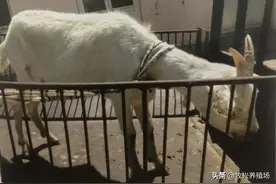 羊传染性胸膜炎不可忽视，春季防疫正当时，养殖户可要当心图片