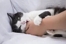 家里的猫为何突然抓你咬你，你需要弄清楚这几点图片