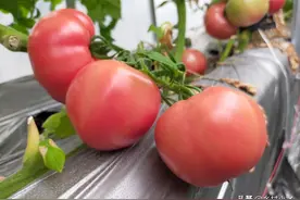 牛奶加红糖发酵成液体肥，很多人还不知道，用对了防病又增产图片