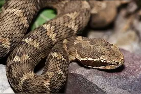 河南省分布最广的蛇类，其中毒蛇的有6种图片