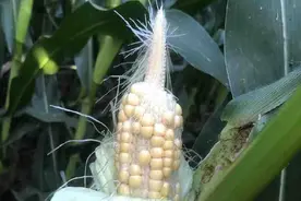玉米“秃尖”是什么原因？如何高效解决？做好5点，避免产量损失图片