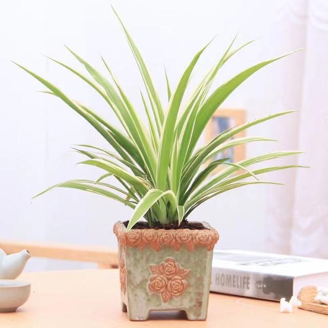 卧室植物千万别乱养,但这10种绿植可以放心养