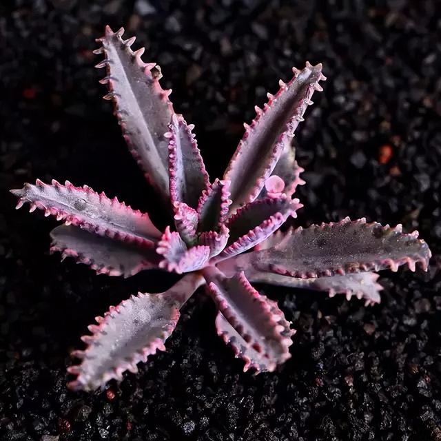 270种常见多肉图谱，一分钟认全！