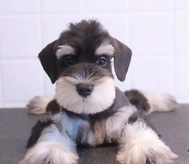 雪纳瑞价格多少钱一只？鉴定雪纳瑞的六种方法？