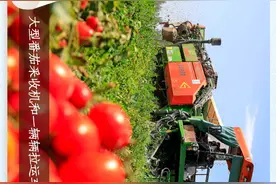 石榴图说丨又到一年丰收季 “风景”变“丰景”图片