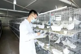 周之超：远方飞到大山的“鸽子王”图片