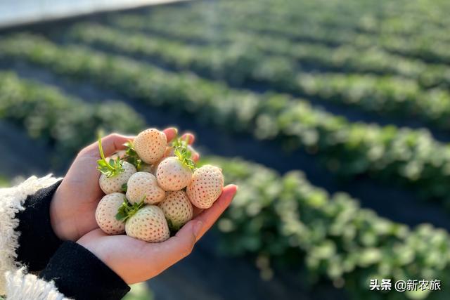 零差评！当氨基酸益生菌草莓碰上年宵花，这个春节既喜庆又甜蜜
