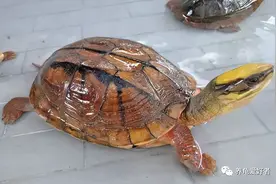 金钱龟也顶不住压力，要降价了？图片