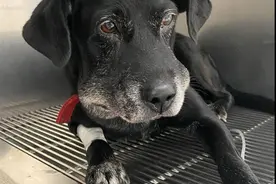 新竹一烙铁头蛇溜进院子，小黑狗护主心切咬死毒蛇！自己也中毒了图片