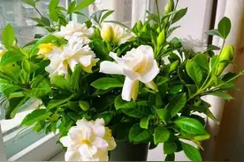 6种“吉利”花，不要放到太阳下，找个弱光处，才能长势旺图片