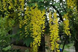 白色槐花，紫色槐花，黄色槐花，区别你知道吗？没搞懂可别乱吃图片