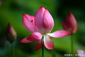 急性子的人，值得深交图片