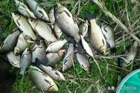 夏季钓鲫鱼，好用的民间饵料，最后这个是“素饵之王”图片