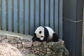 世界睡眠日 | A面睡完B面睡，熊猫“海滨”治愈系睡姿太萌啦！图片