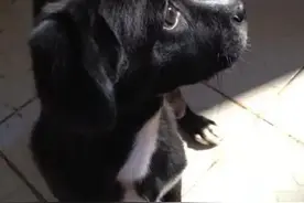 套在狗狗脖子上的项圈，究竟是保护还是伤害图片