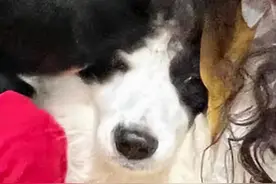 2位小主人逮住狗狗，直接狂吸，狗狗脸都被挤变形了图片