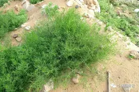 天然的“降火神菜”，被大家当野草扔掉！真是太可惜了！图片