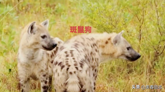 盘点非洲10大危险动物，为何狮群被集体团灭？谁才是非洲王者？