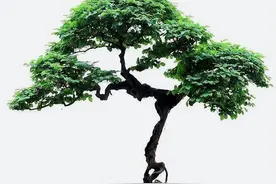 新手必知的盆景增粗方法图片