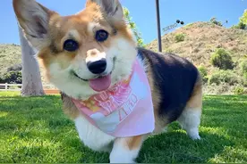 教你一眼辨别“高品质”的柯基，我家的居然是串图片