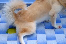 狗狗得了尿路感染怎么办？图片