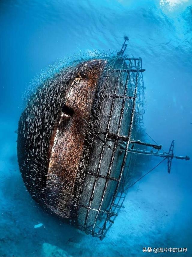 35张深海恐惧照来袭,一张比一张恐怖,看得人脊背发冷