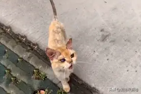骨瘦如柴的流浪猫，竟是名贵金渐层，被收养后它实现颜值逆袭图片