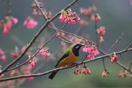 老话“两鸟进宅，非祸即灾”你知道是哪两种鸟吗？图片