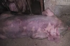 猪混感高热病用什么药？猪混合感染用什么药好？本文方法很有效图片