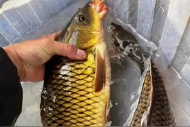 发酵饵料，隔夜变质饵料，野钓选择，你还在用就错了图片