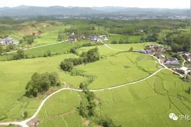 深学争优 敢为争先 实干争效丨宁化：千亩水稻制种“赶花”忙图片