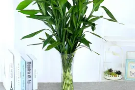 5种“除臭花”，厕所一放“长的旺”，臭屁吸光光，又绿又健康图片