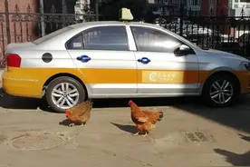 长春一小区内养鸡！你怎么看？图片