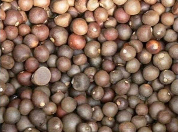 新鲜的山茶花可以泡水喝吗?有没有毒?（茶花种子可以泡水喝吗）