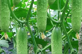 黄瓜如何种植产量高？老农向你分享6个“诀窍”，结瓜一茬接一茬图片