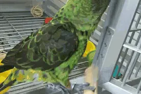 宝宝高热不退，竟是接触了这种动物！图片