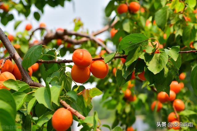 老祖宗说“五树进宅，人穷家败”，哪5种树不适合栽在院子里？