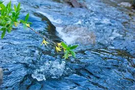 宋末元初的文人选择：山中何事？松花酿酒，春水煎茶图片