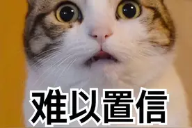 《喵嬛传》：猫咪为了得到宠爱，将家里另一只猫丢出窗外？！图片