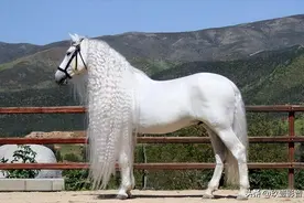 马类盛宴——带你认清马类家族成员图片