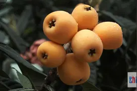 乡村旅游精品线路丨贵州·枇杷挂满枝，“tǎo”完金果果还有这些打卡地图片