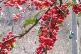 2023 届陕西高校优秀毕业生名单（二）图片