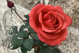 婆婆帮忙，带孙子和不带孙子，有什么差别，看过来人这么说图片
